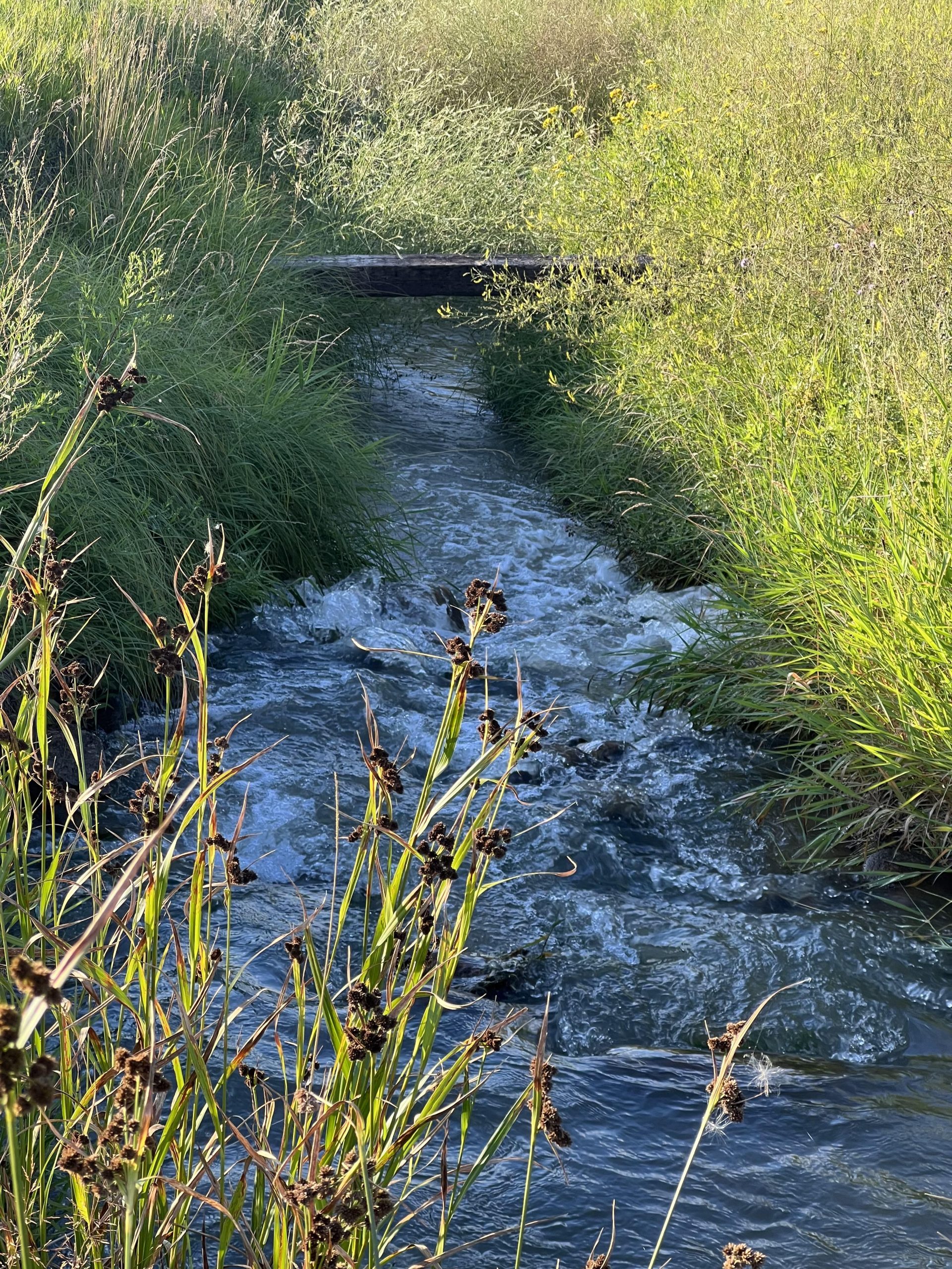 7 Creek Summer Photo